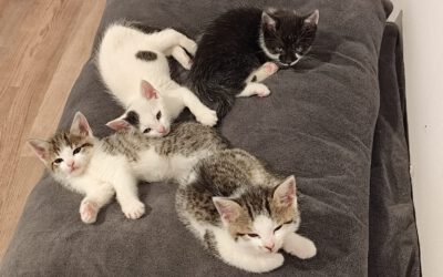 Kitten 2025