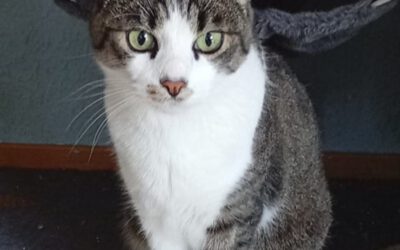 Lio