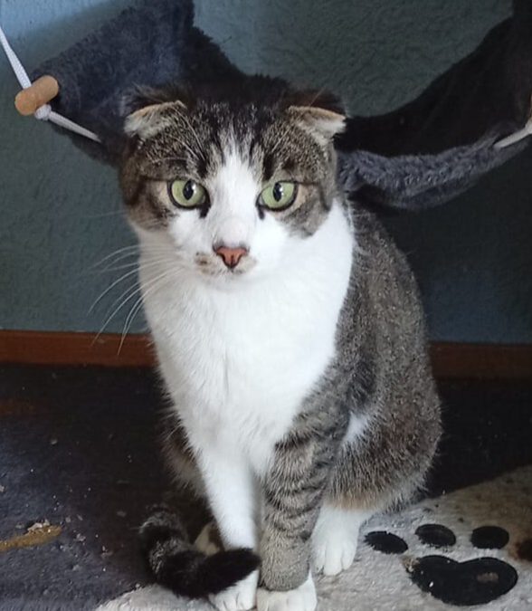 Lio