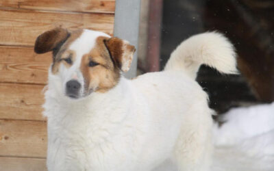 Vermittlungshilfe Terriermischling Malini