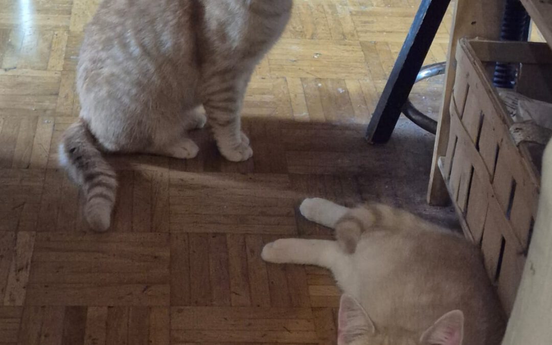 Nicky und Bamby
