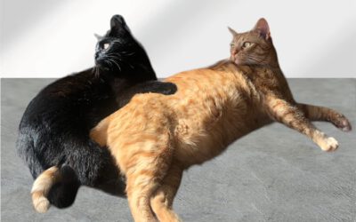 Vermittlungshilfe: Ricky und Amy