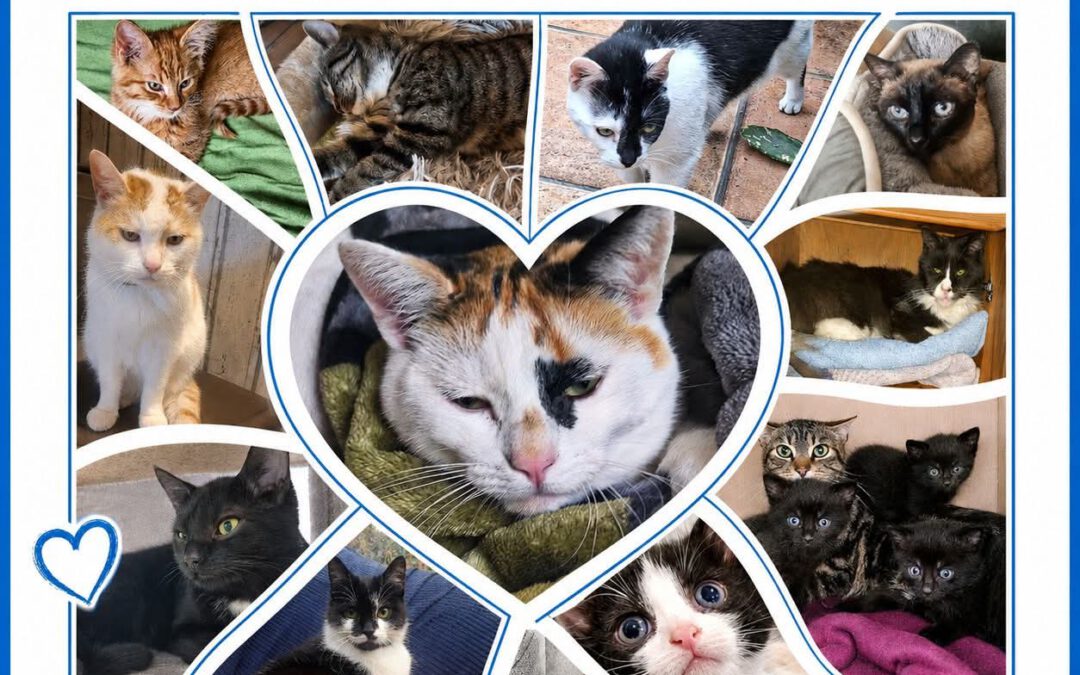 Selbstgemachtes von der Guxhagener Katzenhilfe: Versteigerungen für den Tierschutz