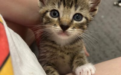 Kitten 2026